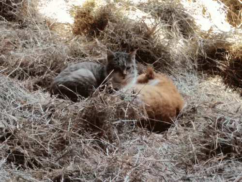 寝藁の上で寝るネコたち