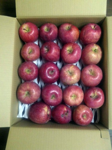 北海道のT・N様よりりんごをいただきました！