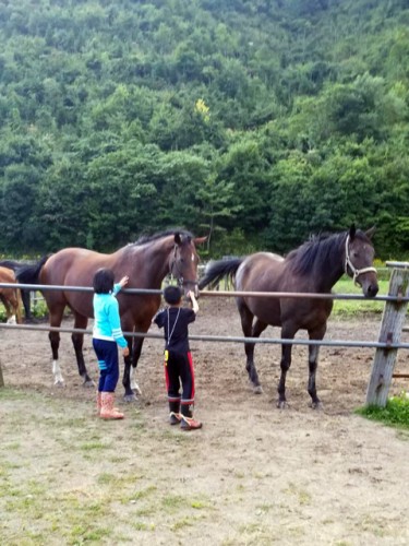 馬に触れる子ども達
