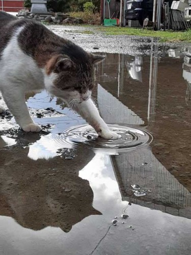 水たまりに前足を入れる猫